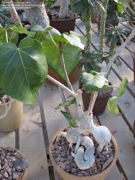 Image result for Ficus abutilifolia