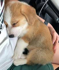 Follow our fb pagemissouri hope lane corgi for information on pups that come available. Corgi Puppies Available For Sale Pets 4 Re Home Near Me Facebook