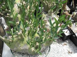 Image result for Adenia panduriformis