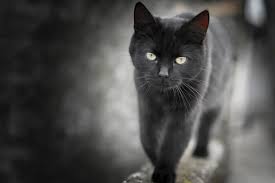 ‪Why black cats are great pets | Fascinating facts | zooplus‬‏