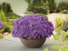 Deshalb ist es ratsam, sich darüber vor der kalten saison sehr. Die Richtigen Pflanzen Fur Den Balkon Ratgeber Obi