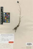 Image result for Pycreus nigricans