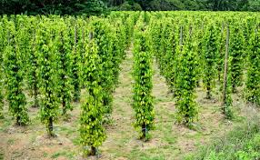 Plant cellular respiration process diagram. Cellular Respiration Diagram Biology Wise