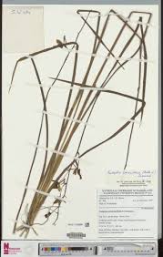 Image result for Eulophia caricifolia