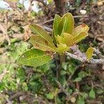 Image result for Manilkara mochisia