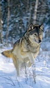 See A Real Wolf Up Close And Personal Wolf Running Timber Wolf Wolf Dog