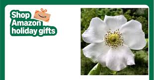 Image result for Rosa laevigata