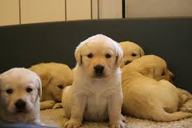Check spelling or type a new query. Golden Labrador Retriever For Sale Golden Labrador Retriever For Sale