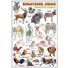 Yups kucing adalah daftar terakhir dari kelompok hewan yang mudah dipelihara dan murah. Poster Binatang Jinak Lazada Indonesia