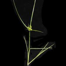 Image result for Courtoisina cyperoides