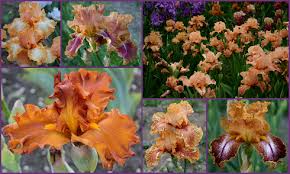 Kilt lilt (gibson, 70) m. World Of Irises Talking Irises Mumford Tall Bearded Iris Garden A Love Affair