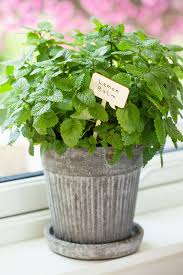 However, you should review the growing requirements of the specific herb you decide to. 5 Low Light Herbs To Grow In Your Kitchen