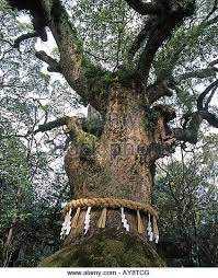 1300 Year Old Giant Camphor Tree In The Grounds Of Atsuta Jingu Shinto Shrine Nagoya Japan Stock Image Tree Shinto Giant Tree