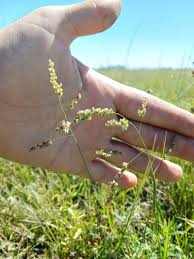 Image result for Steinchisma