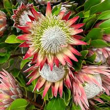 Image result for Protea argyrea
