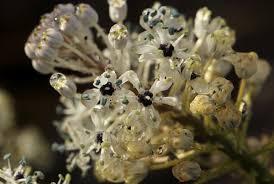 Image result for Schizocarphus nervosus