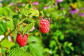They are very attractive mixed in a bowl with red. The Top 13 Raspberry Varieties To Grow In Zones 3 9 Gardener S Path