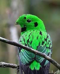 Birds Of A Feather 2020 Pin By Susanne Jerome On Nature In 2020 Bird Feathers Birds Feather