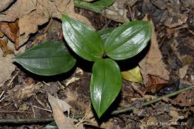 Image result for Hetaeria