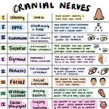 Cranial Nerves Sheet Colorful Hand Drawn Pictures For - Etsy