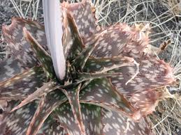 Image result for Aloe carnea