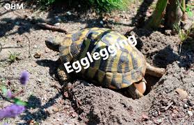 Bilde av scott younkin fra pexels. Egglegging Skilpadder No