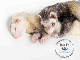 Animal Shelter Adopt A Pet Dogs Cats Puppies Kittens Humane Society Spca Lost Found Animal Shelter Animals Humane Society