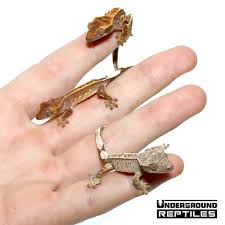 Crested geckos for sale in the united states crested geckos are a species once thought to be extinct prior to 1993. Baby Pinstripe Crested Geckos For Sale Underground Reptiles