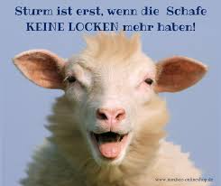Sturm Ist Erst Wenn Die Schafe Keine Locken Mehr Haben Www Nordsee Onlineshop De Sturm Lustige Bilder Locken Machen