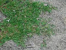 Maybe you would like to learn more about one of these? Cynodon Dactylon Wikipedia