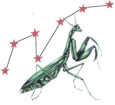 Praying Mantis Kung Fu Google Search Kung Fu Mantis Tattoo Cool Tats