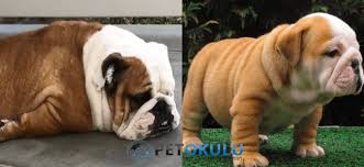 buyumeyen 20 kopek cinsi pet okulu 2021 kopek kopek egitimi shih tzu