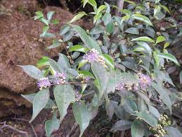 Image result for Memecylon torrei