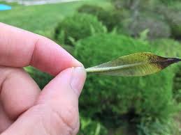 植物の葉につく小さな動かない虫 カイガラムシ の生態と駆除方法について 金成コーデックス
