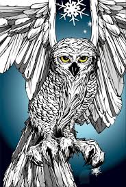 Meski sebenarnya burung ini termasuk hewan yang buas di alam liar, termasuk burung pemangsa dan aktif mencari mangsa di malam hari atau istilahnya hewan nokturnal. Sketsa Gambar Burung Hantu Yang Mudah Belog Kite Kite Aje