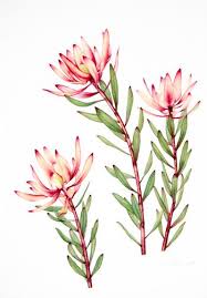 Beautiful Color And Detail Would Be Beautiful With Bluebonnets And Texas Grasses Flower Painting Flower Drawing Watercolor Flowers