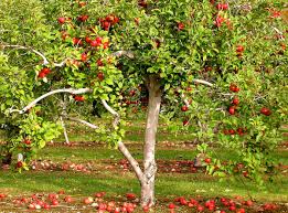 Flowering trees are a beautiful addition that bring color, wildlife, and shade to your yard. 39 Small Trees Under 30 Feet For A Small Yard Or Garden Dengarden