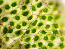 Plant cells are eukaryotic cells present in green plants, photosynthetic eukaryotes of the kingdom plantae. An Introduction To Vacuole Organelles