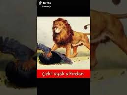 Fenerbahçe yenilince capsler patladı, fenerbahçe maç özeti, inci caps. Fenerbahce Ve Besiktas A Yapilan Komik Karikatur Tik Tok Youtube