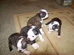 Here are a few more things to know about boston terrier puppies the breed was established around 1870 in boston, massachusetts and was recognized by the american kennel club a couple of decades later in 1893. Boston Terrier Puppies Craigslist
