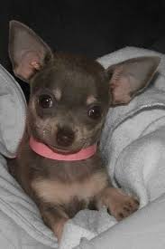 Epingle Par Catherine Corbier Sur Chihuahua Bebes Animaux Chien Chat Chien