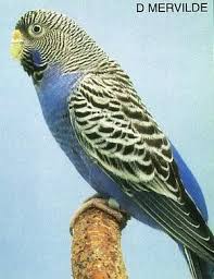 They literally assigned them races/ethnicities for the got milk photoshoot and had some of the girls in blackface. Pied Budgerigar Google Search Budgies Budgerigar Parakeet Colors