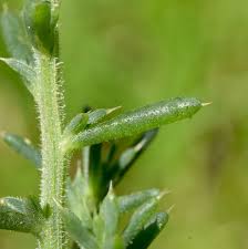 Image result for Salsola kali