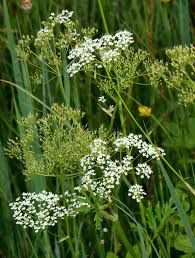 Image result for Pimpinella buchananii