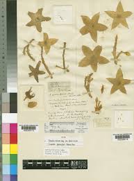 Image result for Tridentea marientalensis