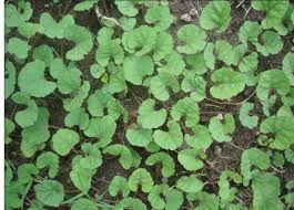 Image result for Merremia emarginata