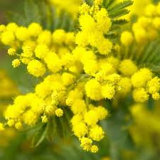L'8 marzo si celebra una delle creature più belle che l'universo abbia mai concepito: Festa Della Donna 2021 In Valtellina Trenino Del Bernina
