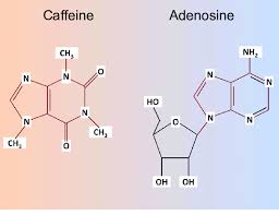 Image result for Adenosine