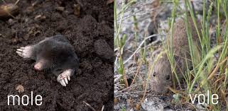 The mole is a mammal that you will rarely see above ground. Moles Or Voles In Your Garden Plantskydd Plantskydd
