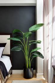 Houseplant Bird Of Paradise Plant Varieties How To Grow A Bird Of Paradise Houseplant In 2020 Bedroom Plants House Plants Indoor Paradise Plant
